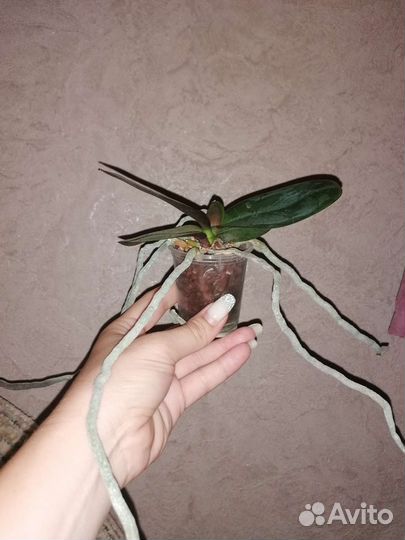 Орхидея мини