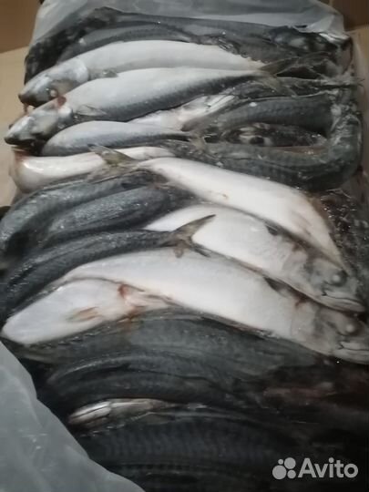 Свежемороженая горбуша с икрой/скумбрия/мойва