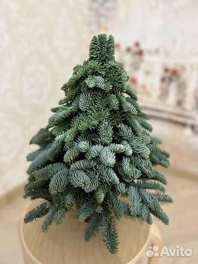 Елка из нобилиса