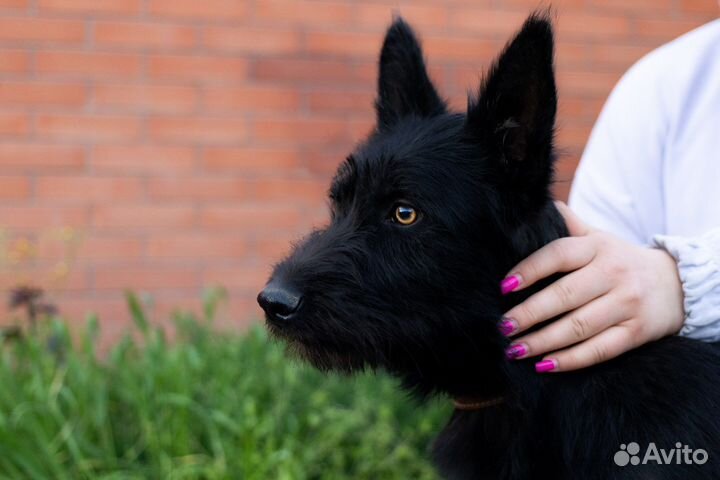 Собака в добрые руки бесплатно