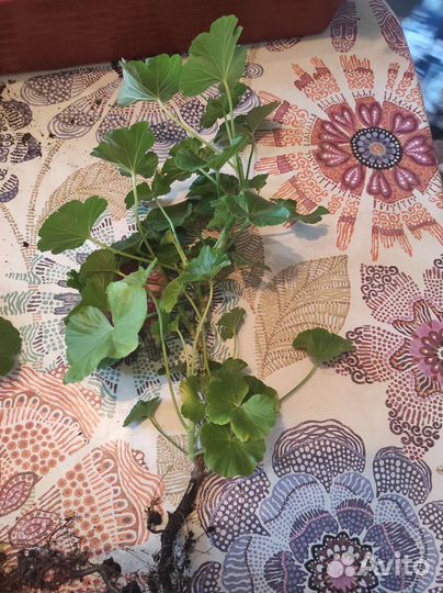 Пеларгония герань розебудная