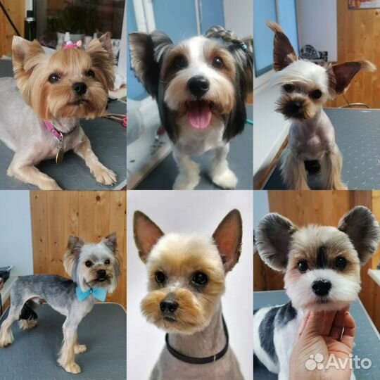 Стрижка собак и кошек