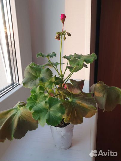 Пеларгония герань