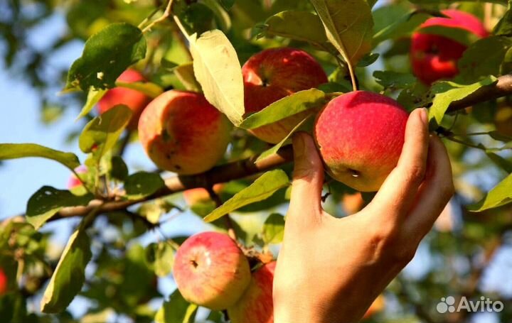 Разнорабочий вахта