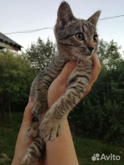Домашняя