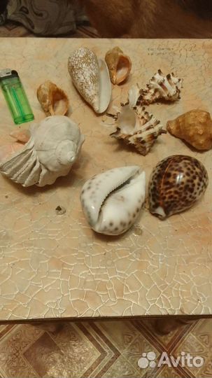 Морская раковина
