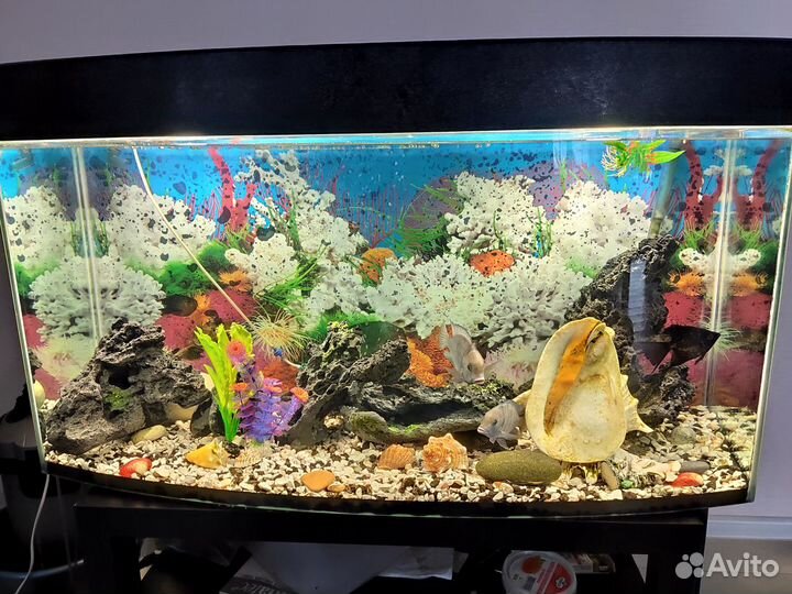 Аквариум с комплектацией и рыбками 250 л
