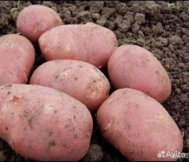 Продам картофель едовой