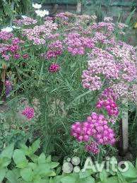 Тысячелистник красный