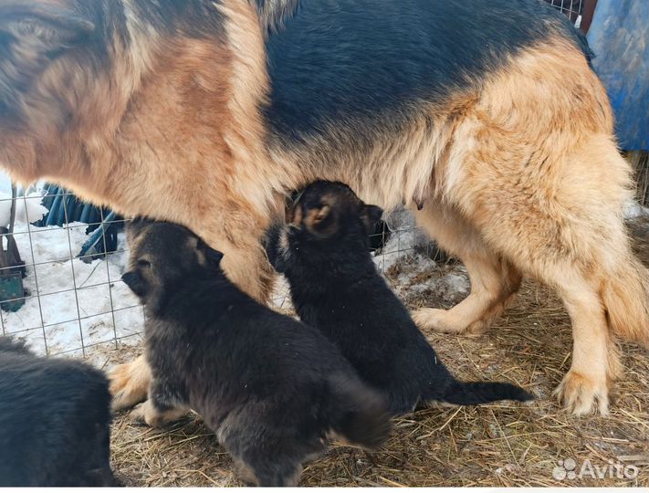 Щенки немецкой овчарки