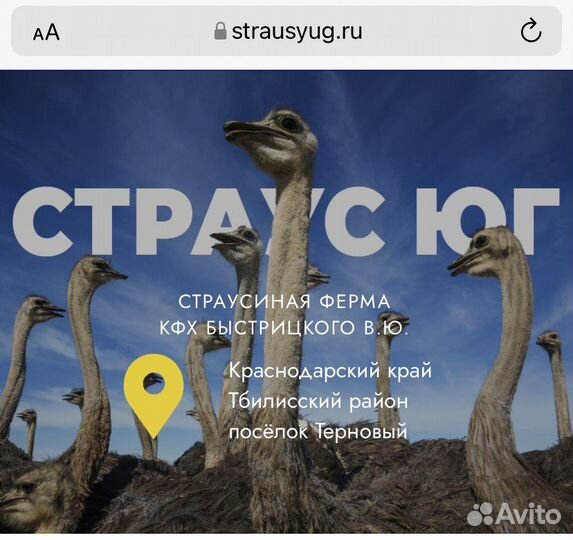 Страусы и Страусята