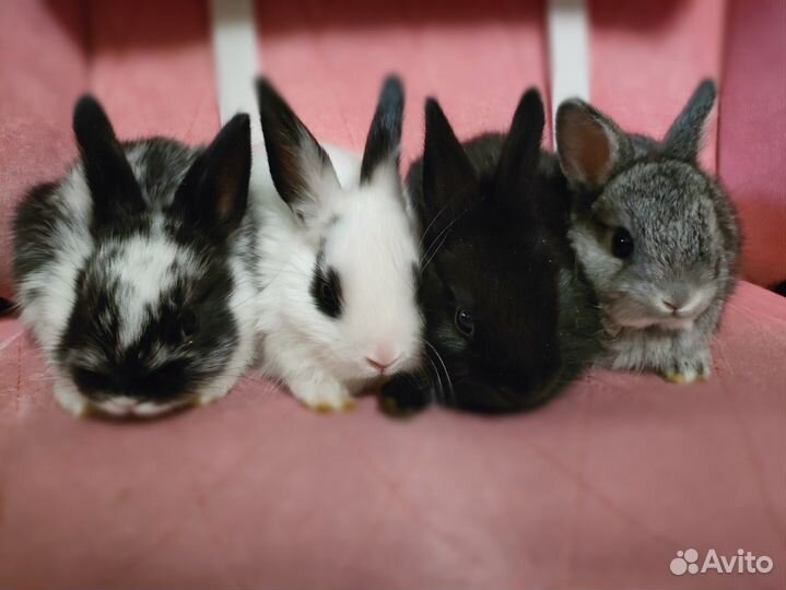 Декоративные (карликовые) крольчата