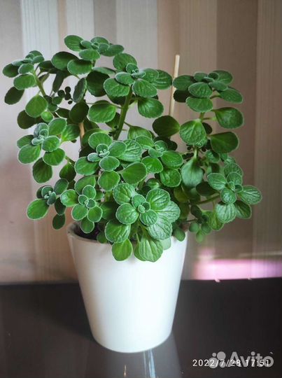 Плектрантус, комнатная мята