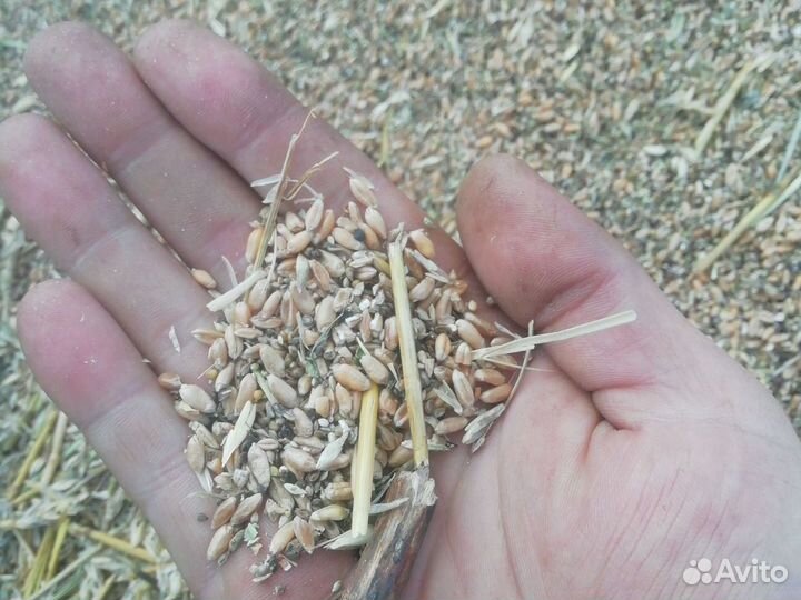 Пшеничные зернокорма