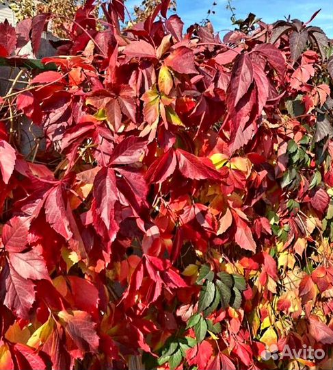 Виноград дикий