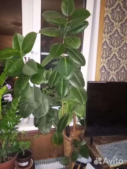 Фикус 2 метра в офис