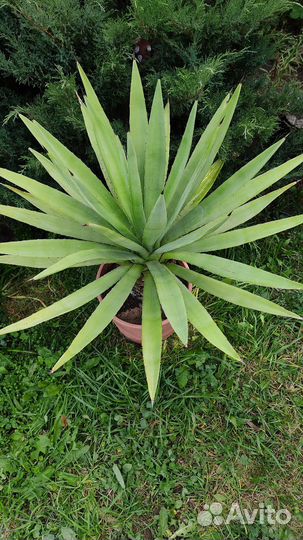 Агава голубая