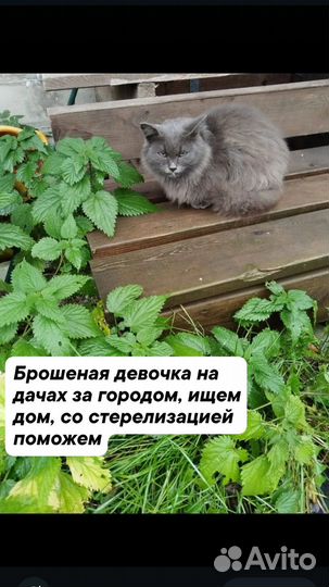 Серая кошка ищет дом