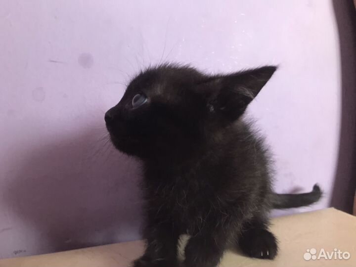 Домашние животные