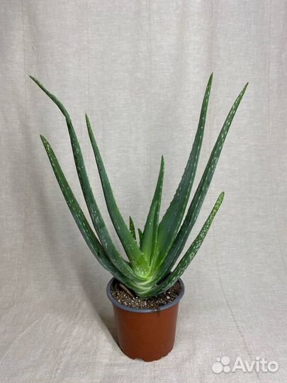 Алоэ растение