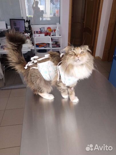 Ветеринарный врач на дом