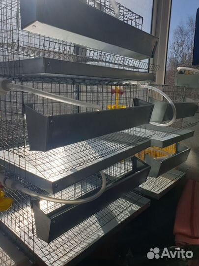 Клетки для перепелов. Новые