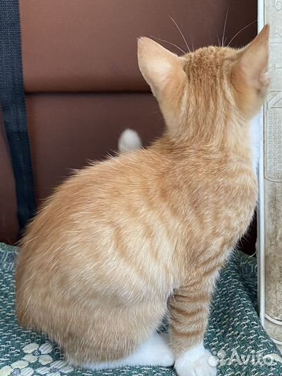 Отдам кота в добрые руки