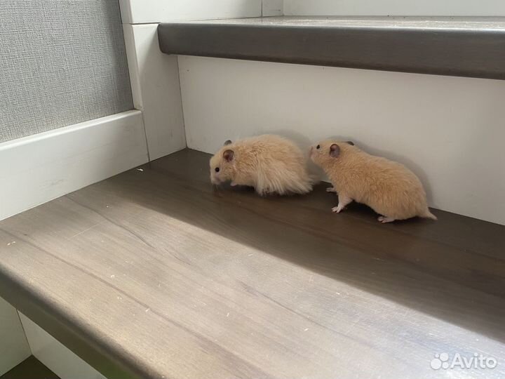 Серийские хомяки