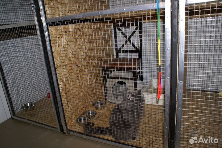 Зоогостиница. Гостиница для собак и кошек