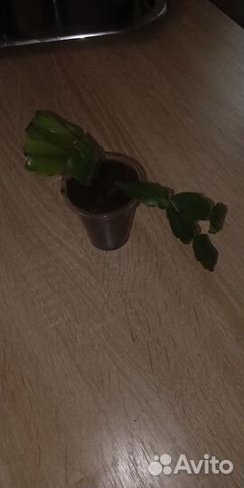 Декабриста или шлюмбергера