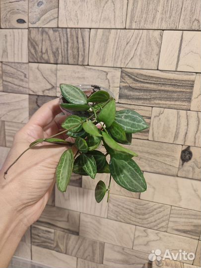 Дисхидия овата