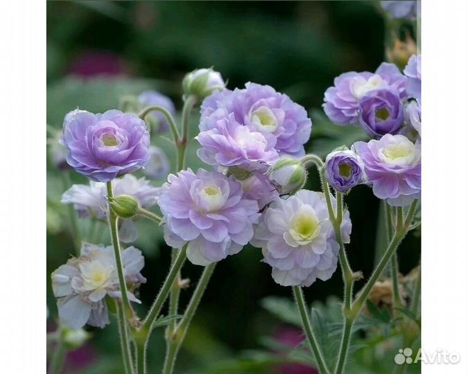 Герань луговая Summer Skies