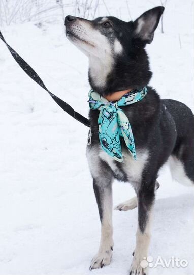 Приезжай хотя бы погулять с Джоником