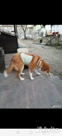 Молодая собачка