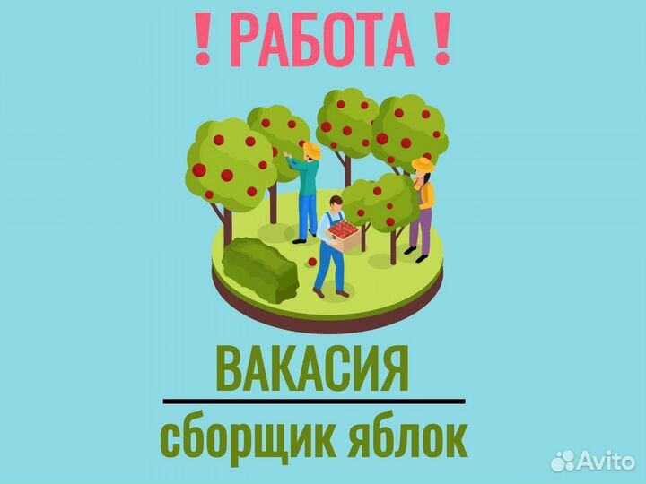 Сбор яблок вахта