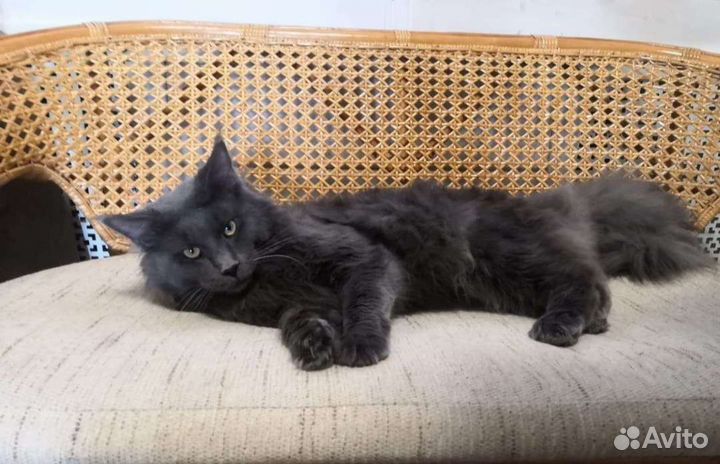 Котята мейкун