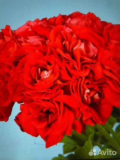 Пеларгонии