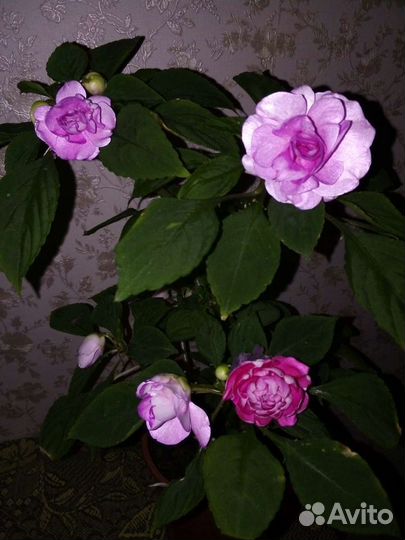 Бальзамины махровые, Недотрога