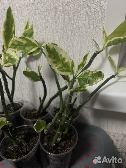 Педилантус