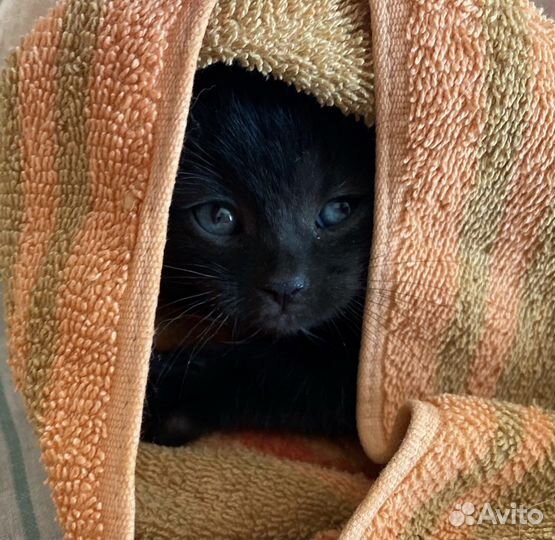 Обоятельная котёнок в поисках любящей семьи