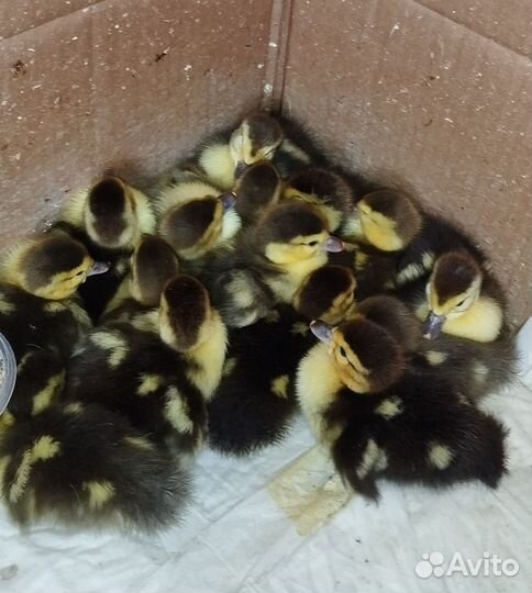 Мускусные утята индоутки