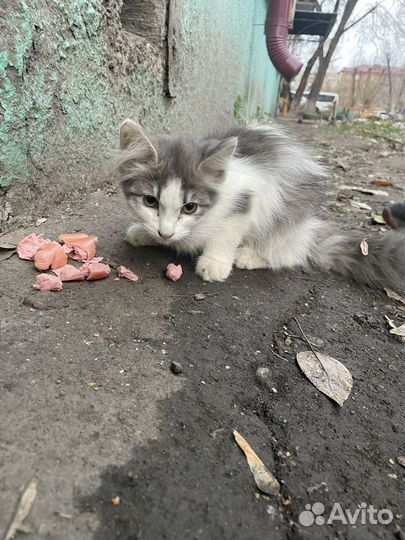 Уличные котята
