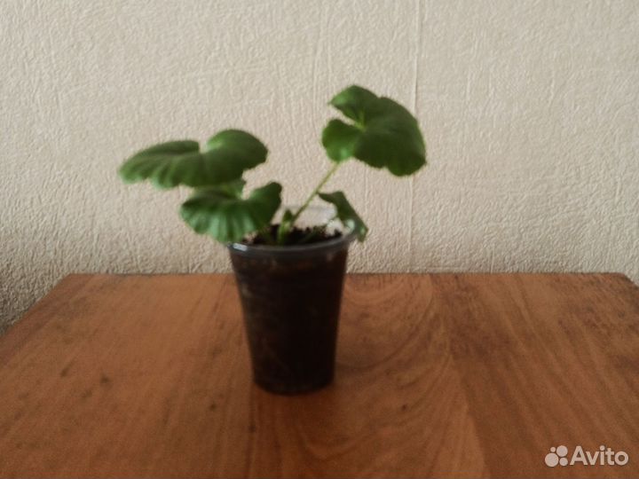 Черенки пеларгонии зональной