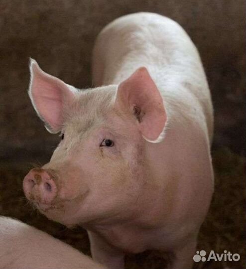 Хряк на мясо