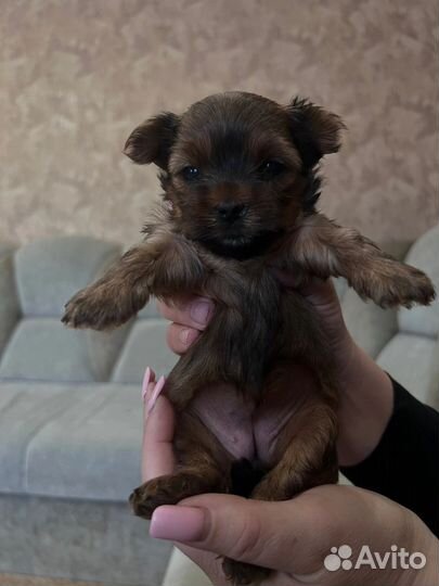 Йоркширский терьер щенки девочки