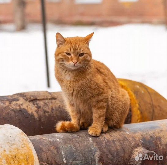 Кот в добрые руки