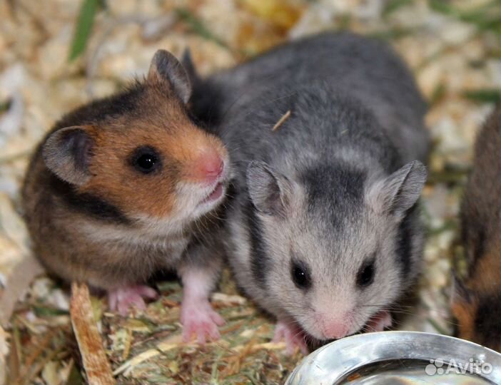 Красивые сирийские хомячки питомниковые