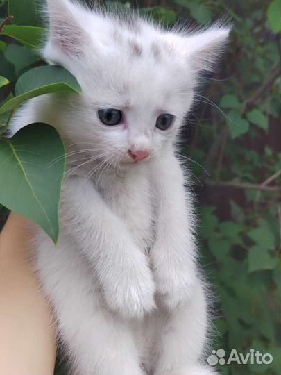 Котёнок (мальчик)