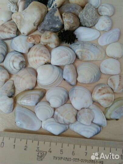 Ракушки, морские камни, шишки коллекция