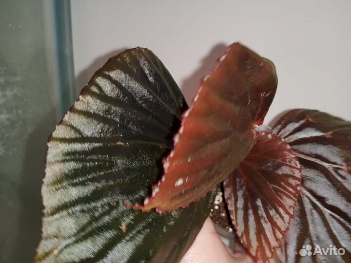 Бегония Metallic Black черная